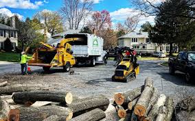 Trusted Greentown, OH Tree Care Experts