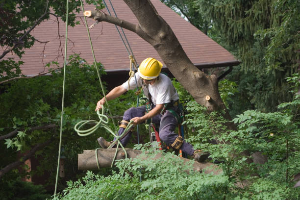 Best Tree Mulching  in Greentown, OH