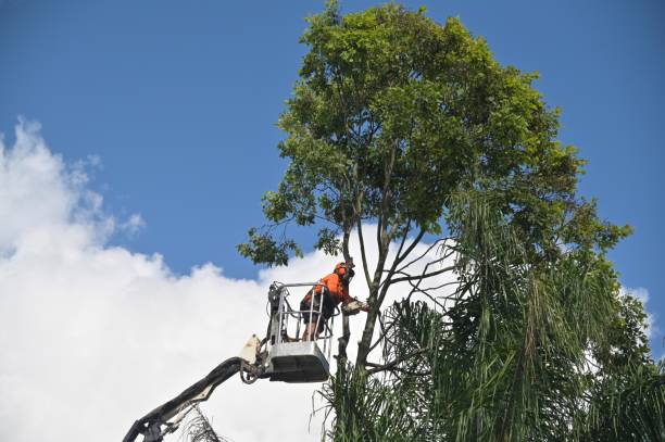 Best Leaf Removal  in Greentown, OH