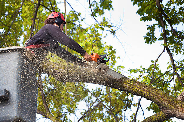 Lawn Drainage Solutions in Greentown, OH