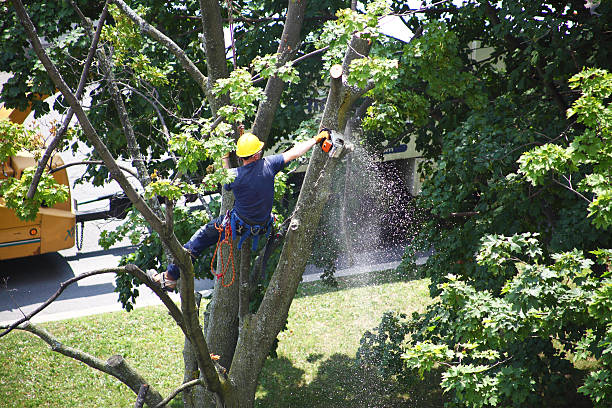 Best Lawn Dethatching  in Greentown, OH