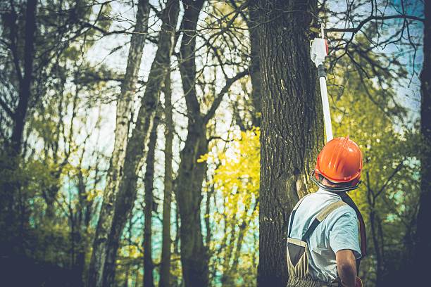 How Our Tree Care Process Works  in  Greentown, OH